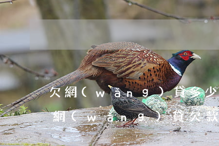 欠網(wǎng)貸多少天以上才會被起訴(網(wǎng)貸欠款達(dá)到多少會被法院起訴?)