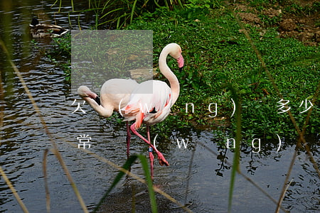 欠網(wǎng)貸多少錢(qián)正常嗎(網(wǎng)貸欠了好多錢(qián))