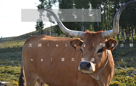 欠網(wǎng)貸多少額度起訴(網(wǎng)貸欠款達(dá)到多少可以起訴)