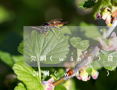 欠網(wǎng)貸多錢會(huì)被起訴(網(wǎng)貸欠款多少可以起訴)