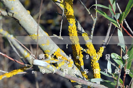 欠網(wǎng)貸太多還不起(欠網(wǎng)貸太多還不起會丟了工作嗎)