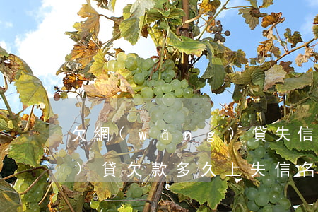 欠網(wǎng)貸失信名單(網(wǎng)貸欠款多久上失信名單)