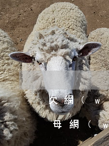 欠網(wǎng)貸如何面對(duì)父母(網(wǎng)貸欠錢怎么跟爸媽說(shuō))