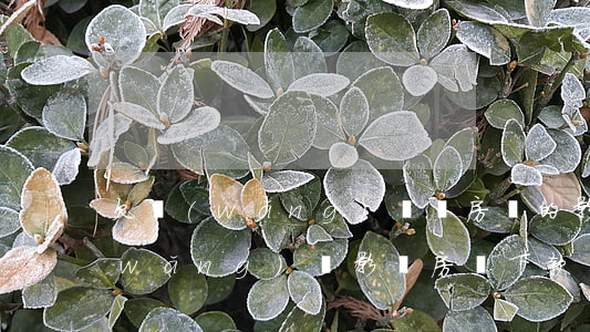 欠網(wǎng)貸對房貸的影響(欠了網(wǎng)貸影響房貸下款嗎)