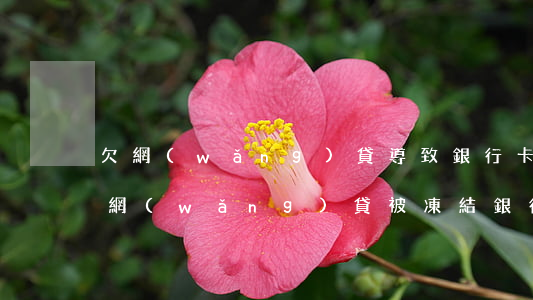 欠網(wǎng)貸導致銀行卡異地凍結(欠網(wǎng)貸被凍結銀行卡)