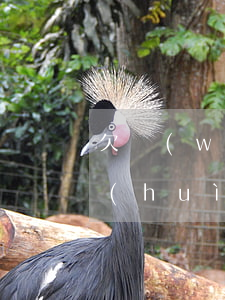 欠網(wǎng)貸屬于在逃人員嗎(欠錢會(huì)成為網(wǎng)逃嗎)