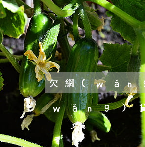 欠網(wǎng)貸幾十家無力償還(欠網(wǎng)貸無力償還會(huì)怎么樣)