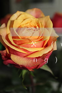 欠網(wǎng)貸幾百塊還不上(網(wǎng)貸欠款幾千元不還怎么辦)