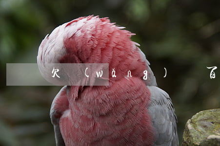 欠網(wǎng)貸幾百塊錢收到律師函