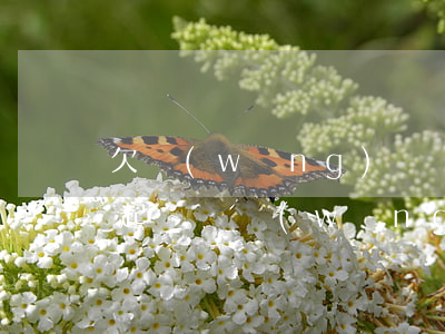 欠網(wǎng)貸幾百塊錢會(huì)起訴嗎(網(wǎng)貸欠幾千塊錢會(huì)被起訴嗎)
