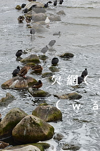 欠網(wǎng)貸幾萬會拍賣房子嗎(欠網(wǎng)貸幾萬會拍賣房子嗎)