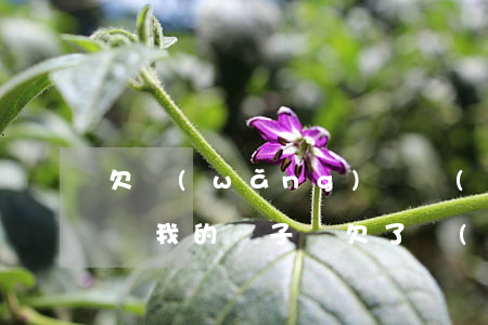 欠網(wǎng)貸強(qiáng)制拍賣我的車子嗎(欠了網(wǎng)商貸五萬(wàn)左右法院會(huì)拍賣個(gè)人汽車嗎)