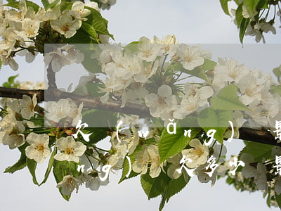 欠網(wǎng)貸影響房子買賣(網(wǎng)貸欠多少會影響房貸)