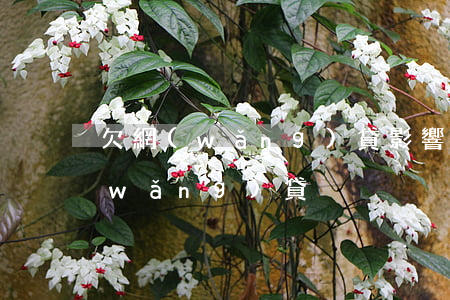 欠網(wǎng)貸影響直播嗎(主播還網(wǎng)貸)