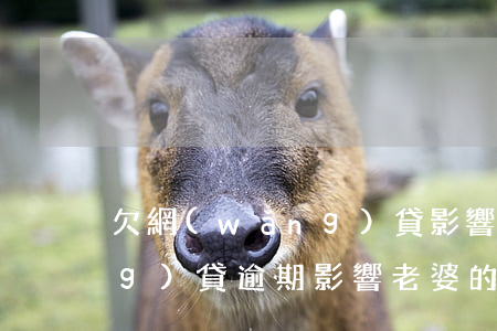 欠網(wǎng)貸影響老婆-網(wǎng)貸逾期影響老婆的信用么