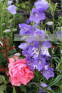 欠網(wǎng)貸征信能黑嗎(欠網(wǎng)貸征信會(huì)黑嗎)