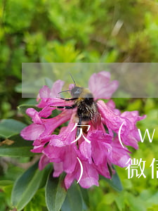 欠網(wǎng)貸微信群(欠網(wǎng)貸微信群)