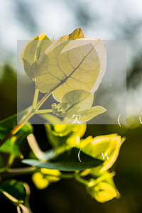 欠網(wǎng)貸怎么做還的更快(欠了網(wǎng)貸怎么還)
