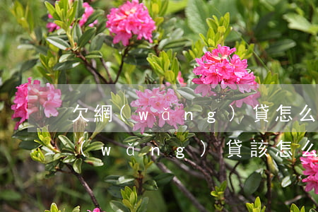 欠網(wǎng)貸怎么和父母說原因(欠網(wǎng)貸該怎么和父母說)