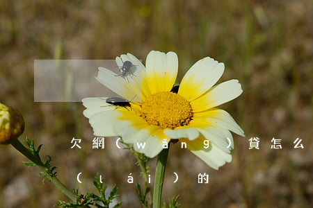欠網(wǎng)貸怎么熬過(guò)來(lái)的