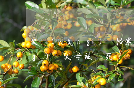 欠網(wǎng)貸怕累家人(欠網(wǎng)貸父母被氣死)