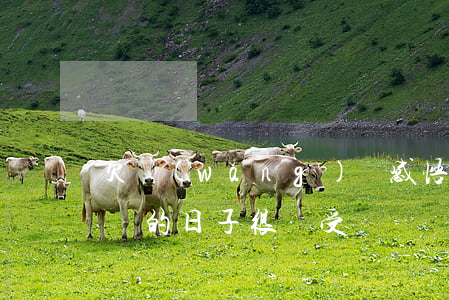 欠網(wǎng)貸感悟(欠網(wǎng)貸的日子很難受)