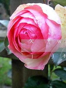 欠網(wǎng)貸我手機(jī)停機(jī)不管(欠網(wǎng)貸手機(jī)卡號(hào)停用了怎么去還)