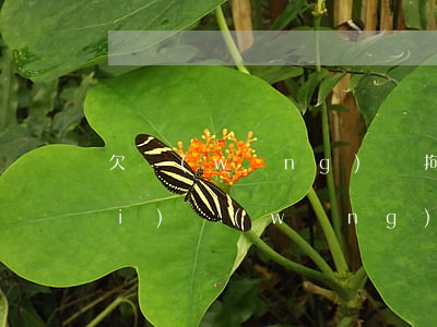 欠網(wǎng)貸拘留怎么保出來(lái)(網(wǎng)貸欠款會(huì)拘留嗎)