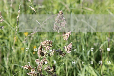欠網(wǎng)貸是先不還還是(有欠網(wǎng)貸不還的嗎)