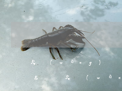 欠網(wǎng)貸會(huì)列入失信名單嗎(欠網(wǎng)貸會(huì)納入失信名單嗎)