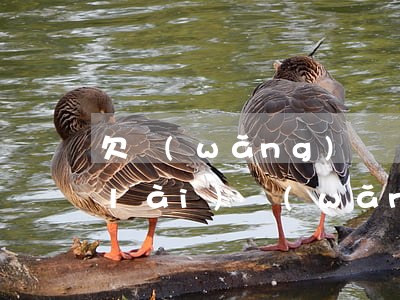 欠網(wǎng)貸會(huì)成老賴(lài)(網(wǎng)貸欠多少會(huì)成老賴(lài))