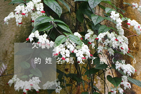 欠網(wǎng)貸會(huì)查到老公的姓名嗎(欠了網(wǎng)貸老公不知道)