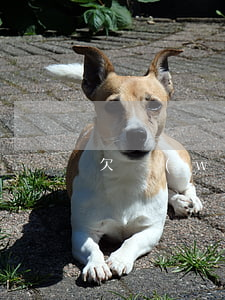 欠網(wǎng)貸會(huì)被立案嗎