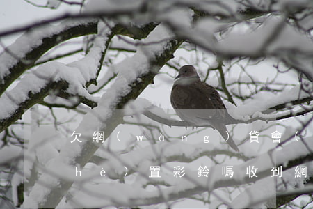 欠網(wǎng)貸會(huì)被設(shè)置彩鈴嗎(收到網(wǎng)貸短信說(shuō)設(shè)置老賴(lài)彩鈴是真的嗎)