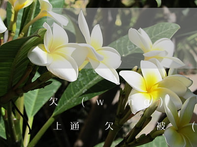 欠網(wǎng)貸會不會網(wǎng)上通緝(欠債會被網(wǎng)上通緝嗎)