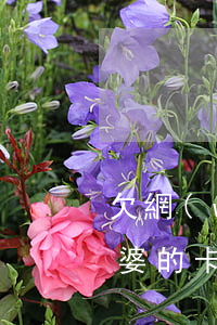 欠網(wǎng)貸會凍結(jié)我老婆的卡嗎(網(wǎng)貸欠款會凍結(jié)配偶銀行卡)