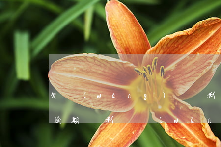 欠網(wǎng)貸會影響支付寶嗎(支付寶逾期會影響網(wǎng)貸嗎)