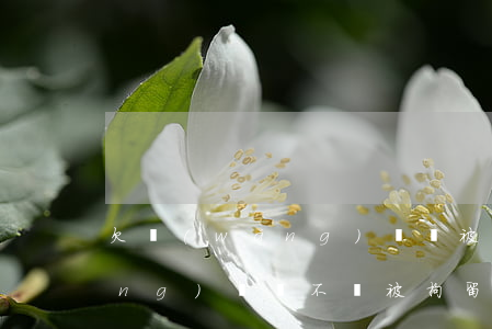 欠網(wǎng)貸會被逮捕嗎(欠網(wǎng)貸會不會被拘留)