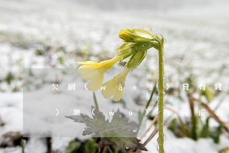 欠網(wǎng)貸有錢花12萬(wàn)無(wú)力償還(欠網(wǎng)貸有錢花12萬(wàn)無(wú)力償還)