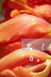 欠網(wǎng)貸朋友單位被騷擾(網(wǎng)貸逾期打電話到單位騷擾)