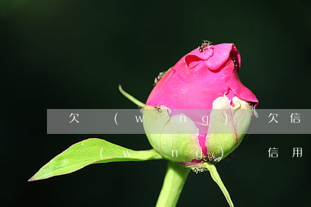 欠網(wǎng)貸欠信用卡全逾期咋辦(欠網(wǎng)貸信用卡無(wú)力償還)