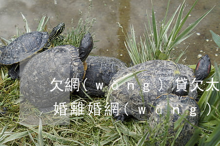 欠網(wǎng)貸欠太多最好處理辦法離婚(離婚網(wǎng)貸債務(wù)怎么辦)