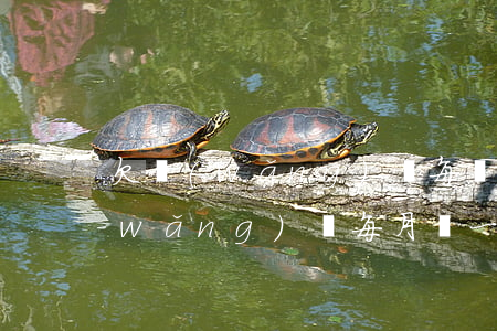 欠網(wǎng)貸每個月還10元(欠網(wǎng)貸每月還一點)