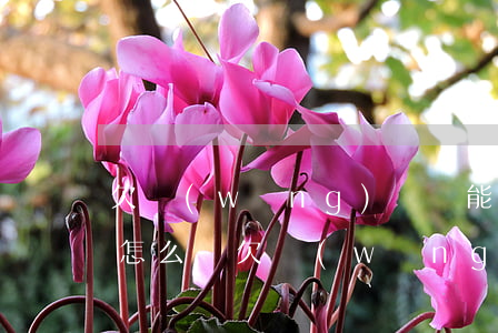欠網(wǎng)貸沒能力還會(huì)怎么樣(欠網(wǎng)貸無(wú)力償還會(huì)怎么樣)