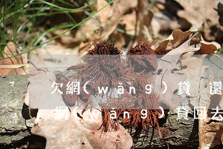 欠網(wǎng)貸沒還能補辦身份證嗎(欠網(wǎng)貸回去補身份證沒事吧)