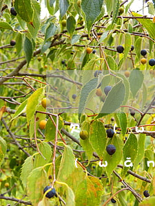 欠網(wǎng)貸沒錢回家過年怎么辦(網(wǎng)貸逾期沒錢還了,家里也沒錢了怎么辦)