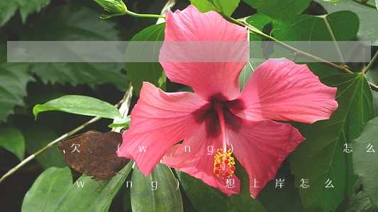 欠網(wǎng)貸沒錢還怎么上岸(欠網(wǎng)貸想上岸怎么辦)