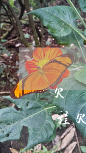 欠網(wǎng)貸法院執(zhí)行流程 欠網(wǎng)貸法院執(zhí)行流程圖