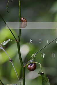 欠網(wǎng)貸無(wú)力償還可以找律師協(xié)商嗎-網(wǎng)貸還不上可以找律師協(xié)商嗎