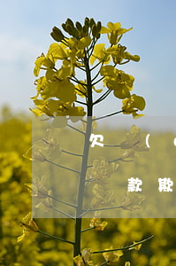 欠網(wǎng)貸無(wú)力償還涉嫌貸款欺詐嗎(被網(wǎng)絡(luò)詐騙導(dǎo)致無(wú)力償還貸款)